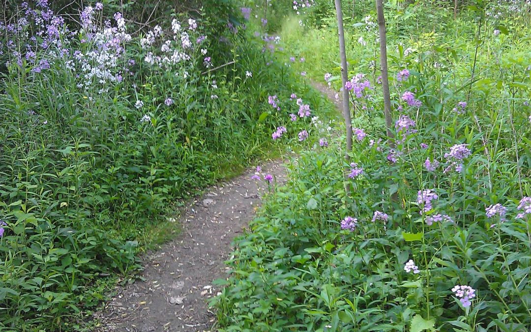 Exploring Nature in Canton: Discover the Morton-Taylor Trailhead and Fellows Creek Wetland’s Nature Trail