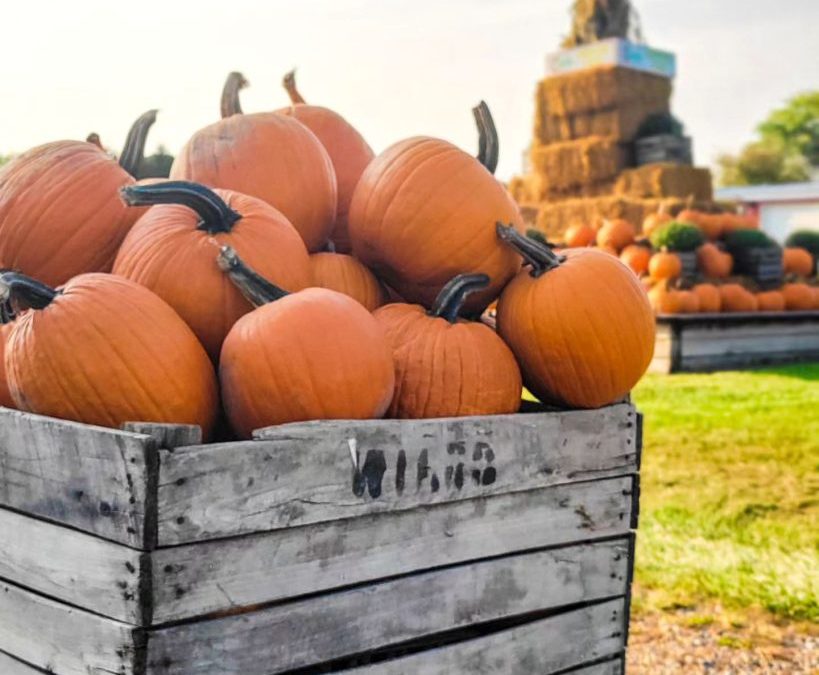 Dive Into the Fun at the Pumpkin Patch in the Pool!