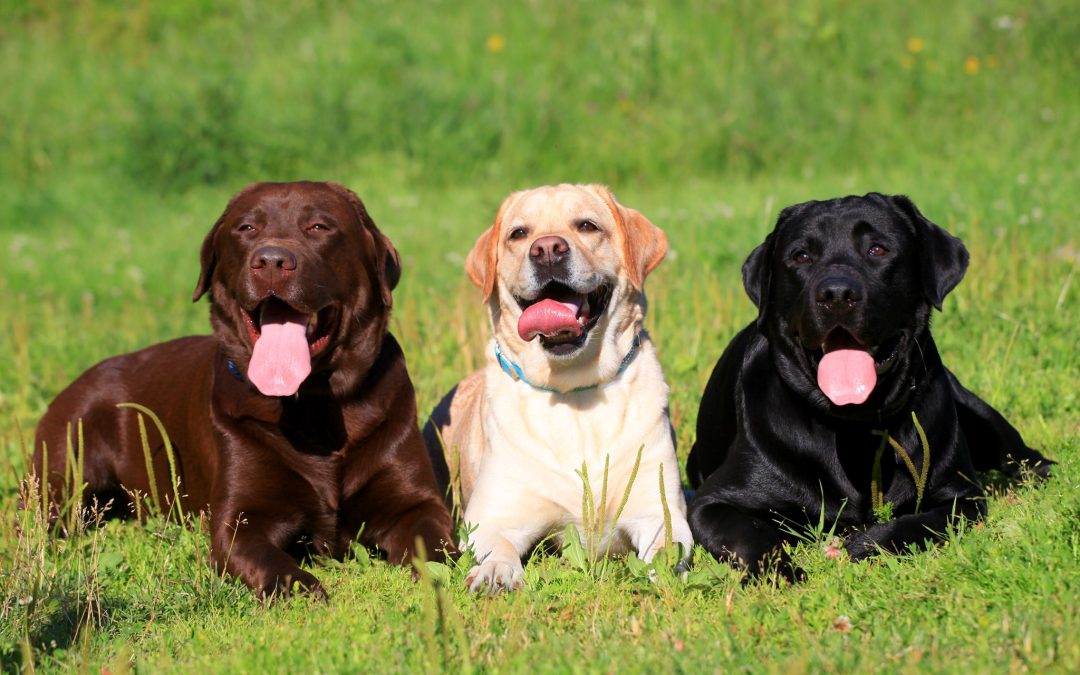 Making a Positive Impact on Animal Lives in Michigan: The Michigan Humane Society, 3rd Coast Labrador Retriever Rescue, and Animal Welfare Society of Southeastern Michigan